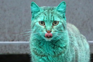 KittyTurquoise